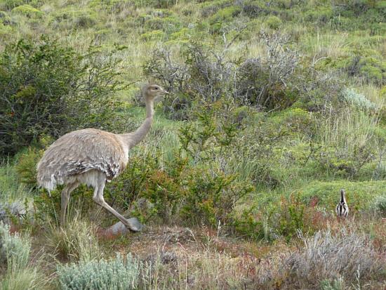 Darwin's Rhea