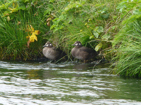 2 Eisenten (?)