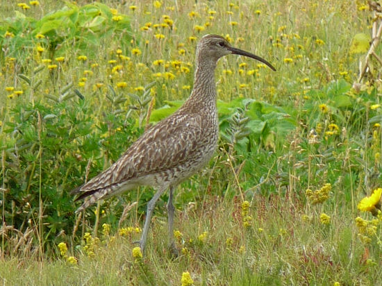 Regenbrachvogel