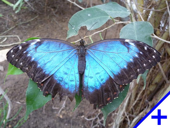 Schmetterlinge im Alaris Schmetterlingspark