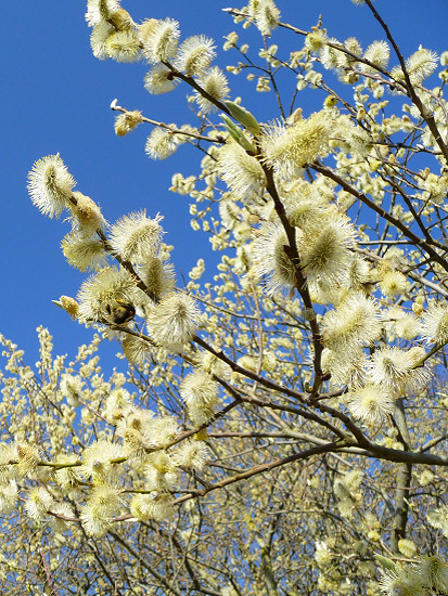 Weidenkätzchen mit Hummel