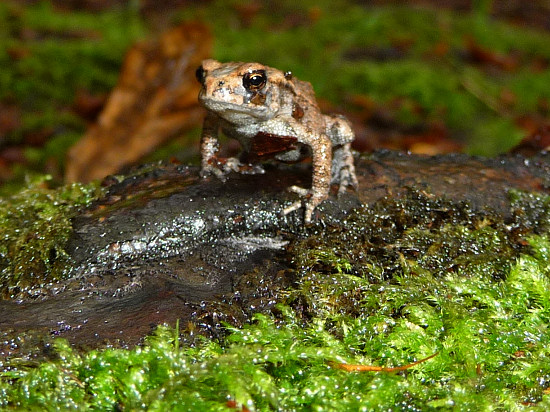 Frosch im Regen