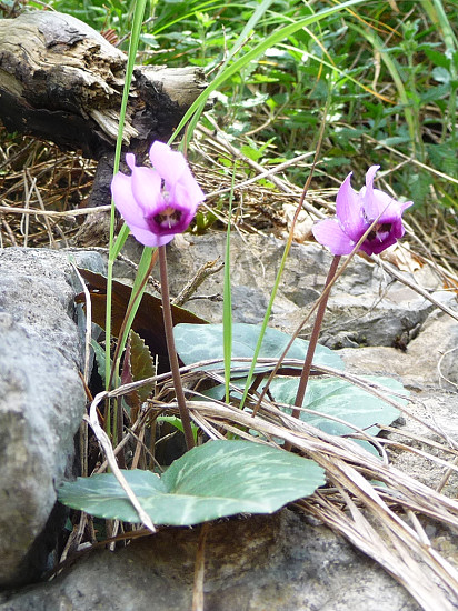 Wildes Alpenveilchen