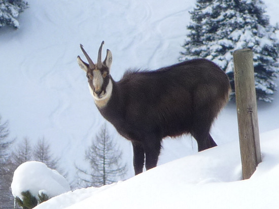 Chamois