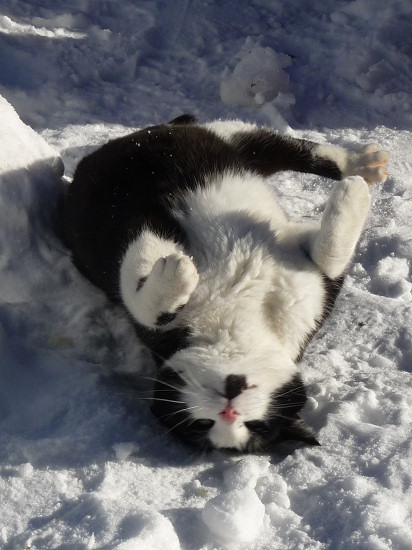 Schmusekatze beim Schneebad