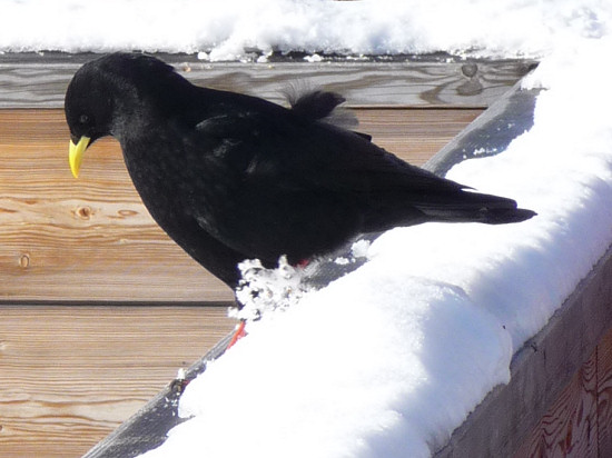 Alpine chough