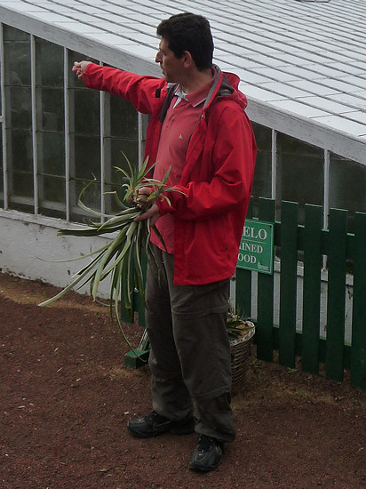 Reiseleiter José erläutert den Ananasanbau