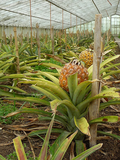 erntereife Ananas