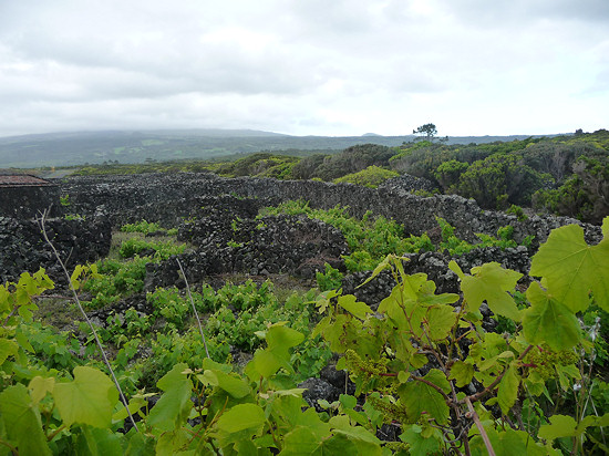 Weinanbaugebiet auf Pico