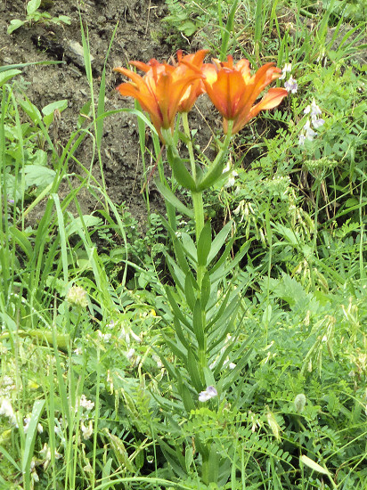 Feuerlilie (Lilium bulbiferum)