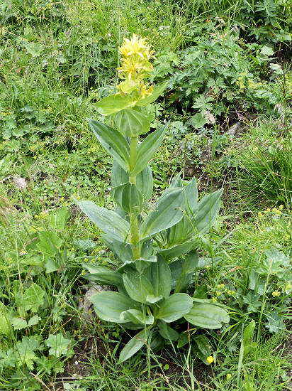 Gelber Enzian (Gentiana lutea)