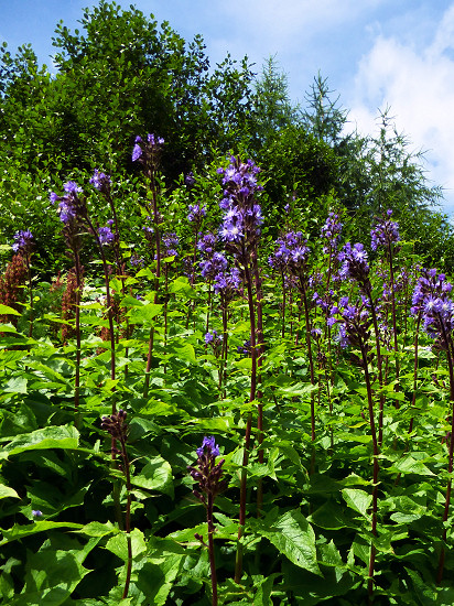 Blumen am Hang im Malbuntal