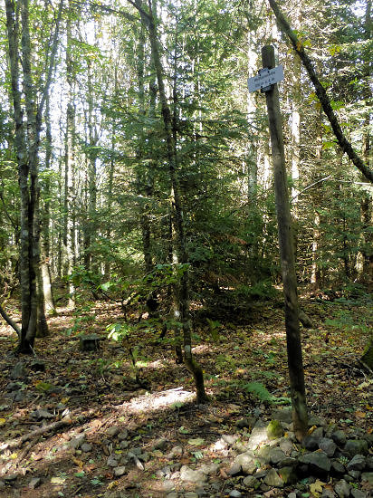 Gipfelstein (links) und Gipfelpfahl auf der Weißtannenhöhe