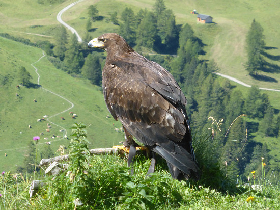 Steinadler