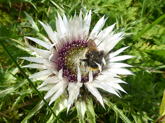 Distel