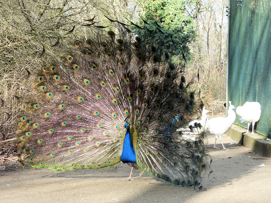 Pfau in der Nähe der Voliere auf der Pfaueninsel