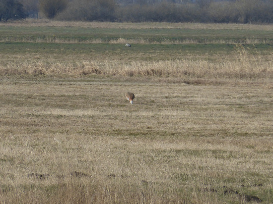 Great Bustard (rooster) in the Havelländisches Luch