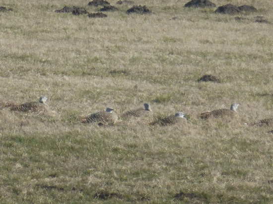 Great Bustards (Hens) in the Havelländisches Luch