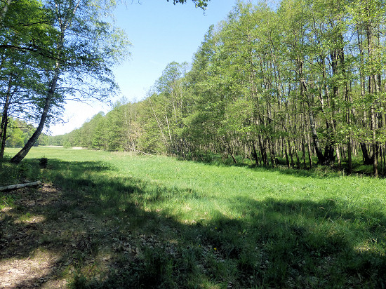 Floodplain forrest in Glieningmoor