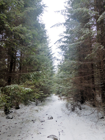 Waldweg