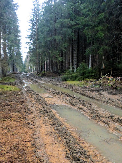 Waldweg