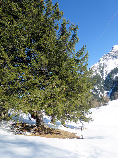 Mast attachment to a low-hanging branch