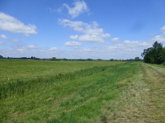 Feuchtgebiet am Emster Kanal
