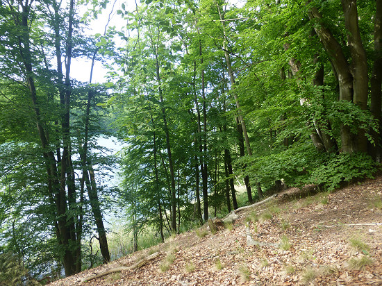 Kleiner Werder - Hochufer am Liepnitzsee
