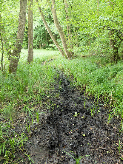 Sumpfiger Weg