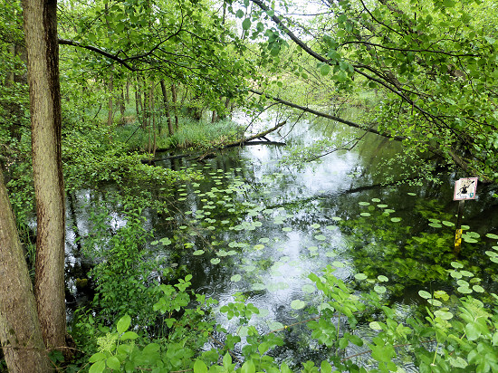 Blick von der Brücke in Ützdorf auf das Oberseemoor