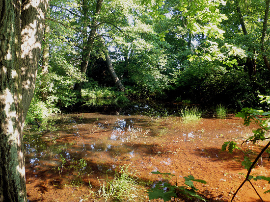 Mühlenteich der ehemaligen Wassermühle Oelsig