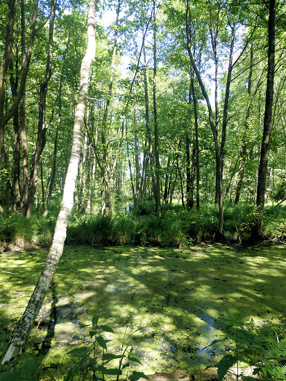 Alter Gallenbeck in der Kleinen Schorfheide