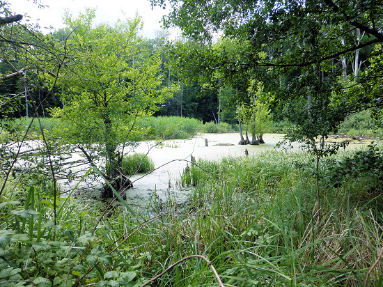 Teich im NSG Arnimswalde