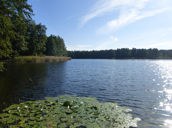 Dewinsee