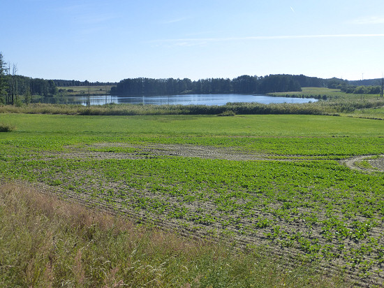 Streesee