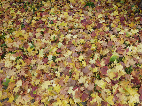 Herbstimpression in Bagenz