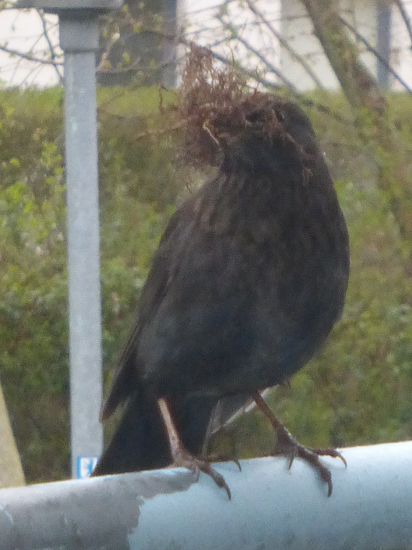 Amsel-Weibchen mit Nistmaterial