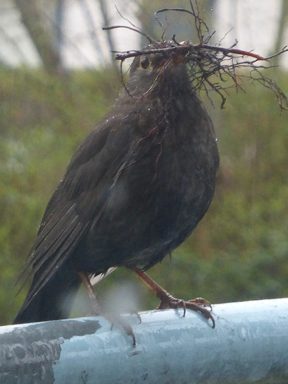 Amsel-Weibchen mit Nistmaterial