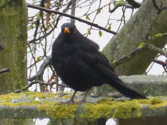 Amsel-Männchen auf Beobachtungsposten