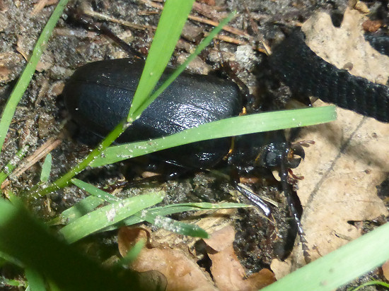 European stag beetle