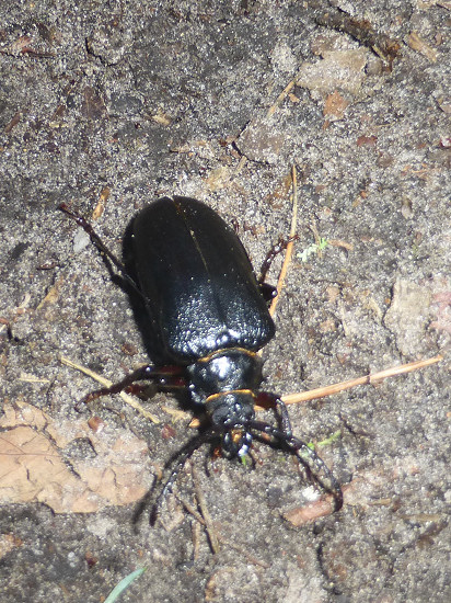 European stag beetle